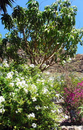 ferienhaus 1 valle gran rey